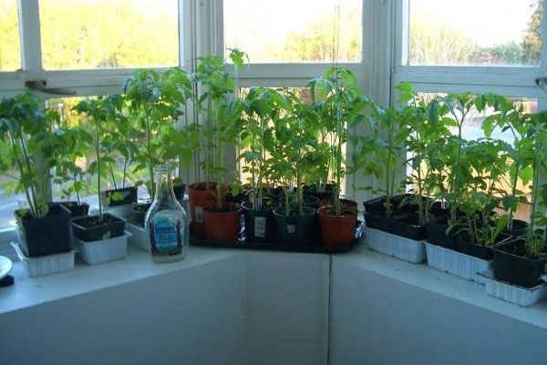 照顾窗台上的幼苗番茄