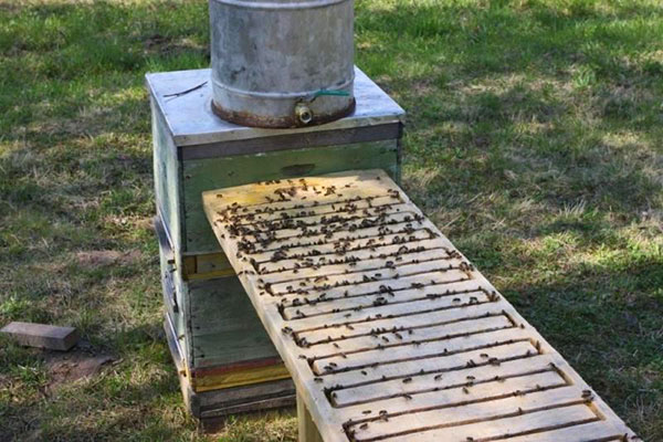 Um grande recipiente para abelhas