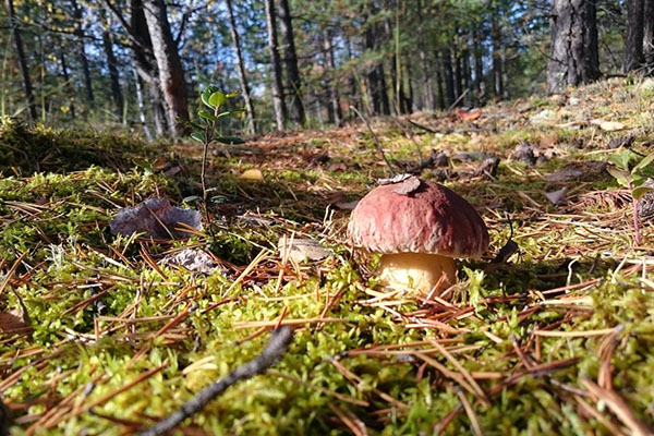 crescer cogumelos na floresta