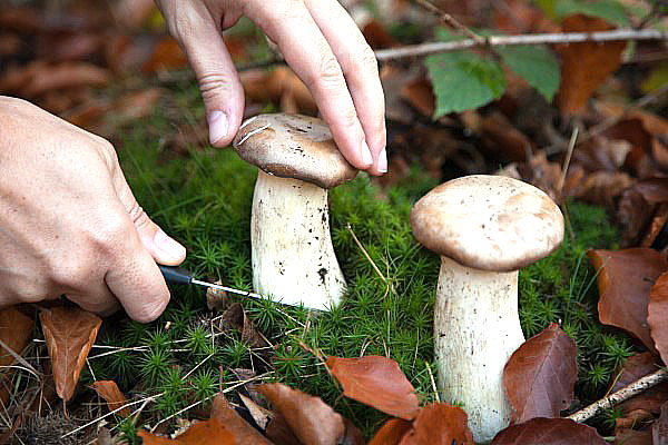 cortar cogumelos com uma faca afiada