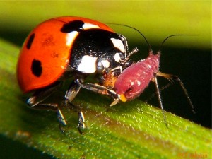 Insecte utile pe site și grădină