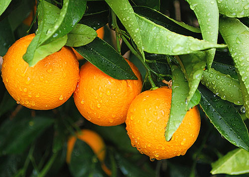 Naranče - vitamine tijekom cijele godine