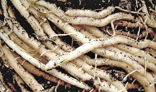 Dari akar asparagus, ubat-ubatan disediakan