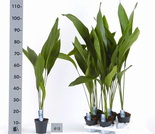 Výška pokojovej rastliny môže byť viac ako jeden meter