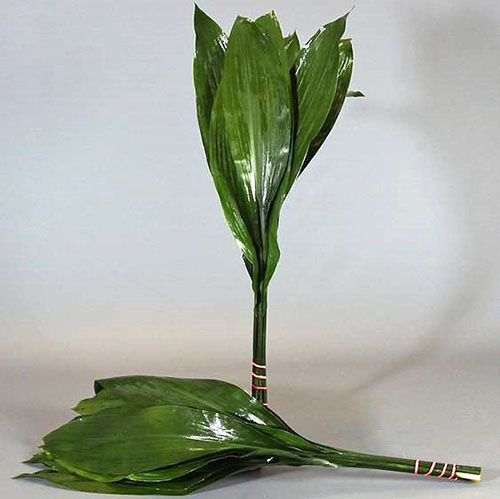 Folhas de Aspidistra são usadas por floristas em composições de buquês