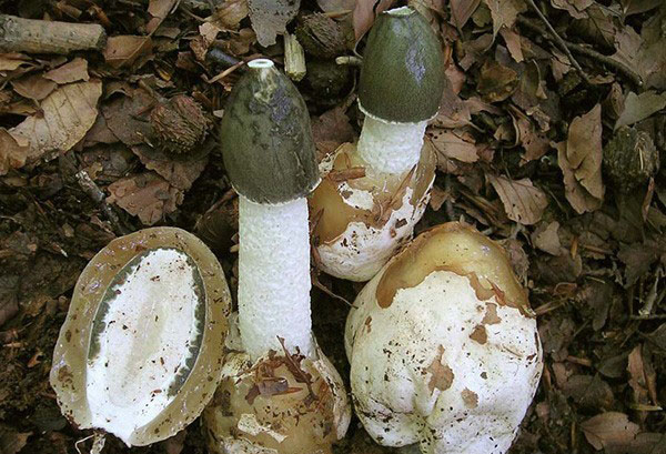 真菌蘑菇从雏形到腿部