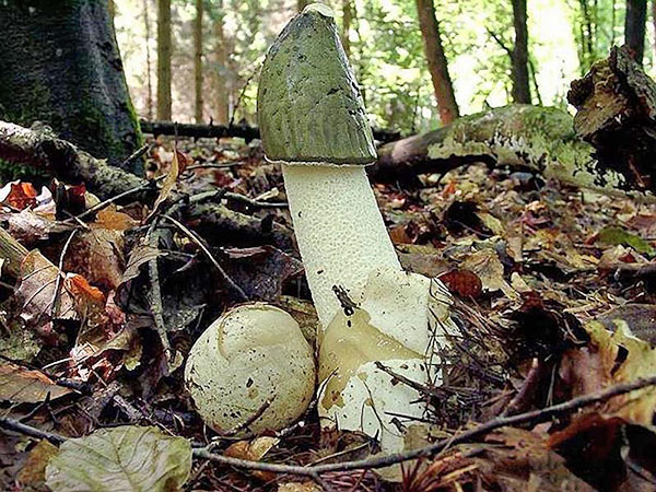 蘑菇veselka在森林里