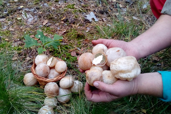 蘑菇采摘蘑菇