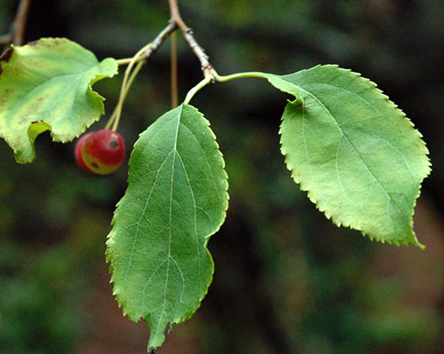 Lišće jabuke koristi se za bronhitis