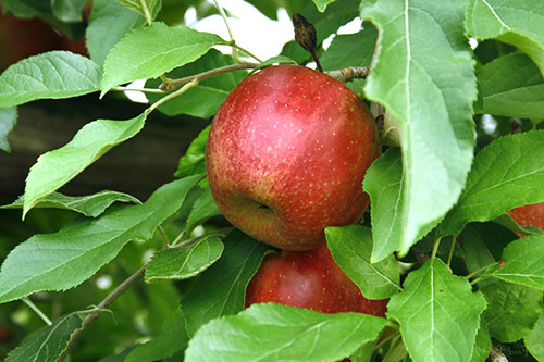 Lišće jabuke su zdravi