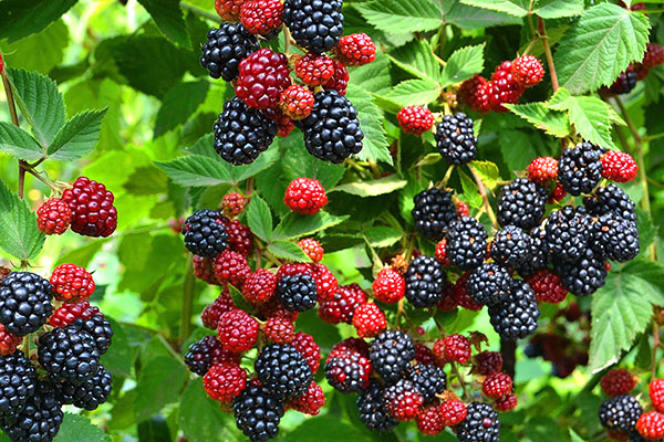 blackberry amadurece no país