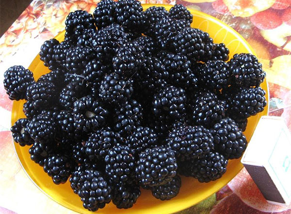 blackberry yang lazat dari taman