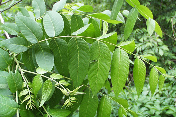 полезные листья грецкого ореха