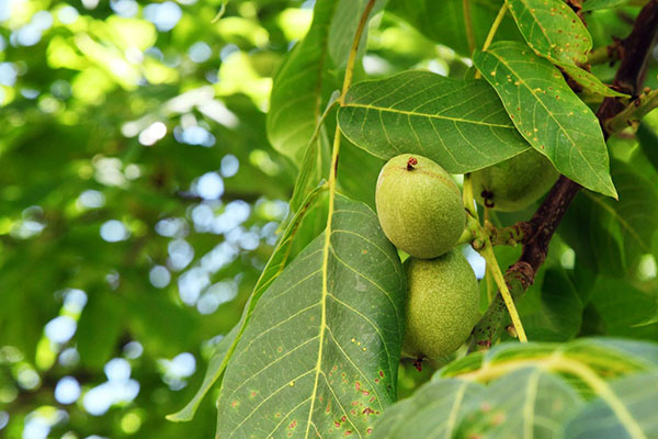liečebné vlastnosti listov orechov