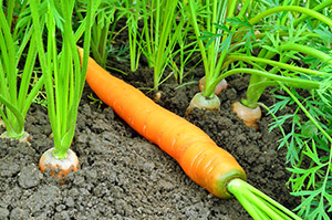 Plantando cenouras no país