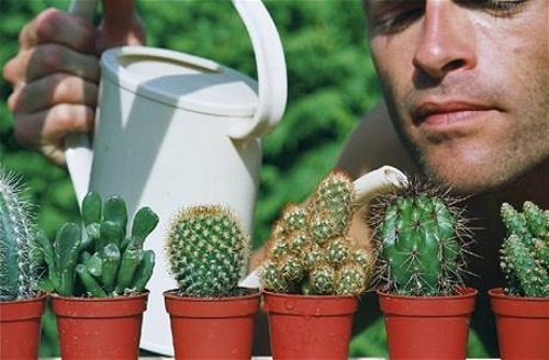 zalivanje kaktusov