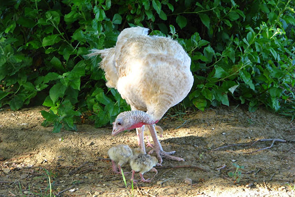 Untuk menumbuhkan anak-anak ayam belanda yang sihat, perlu menetapkan pemakanan yang betul
