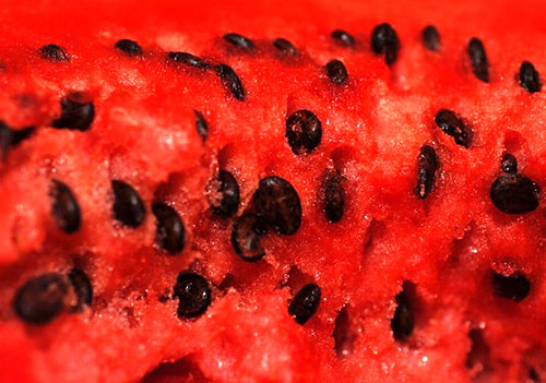Sementes de melancia têm propriedades curativas