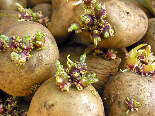 Tumbuh kentang juga digunakan dalam perubatan rakyat