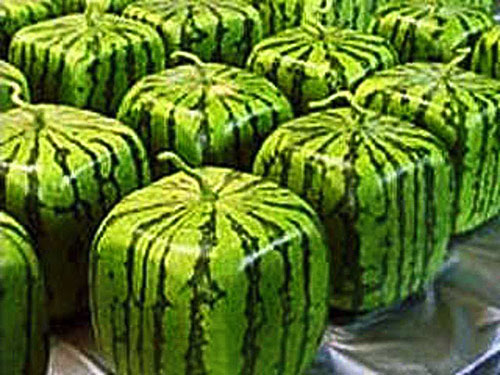 Watermeloen vierkante vorm