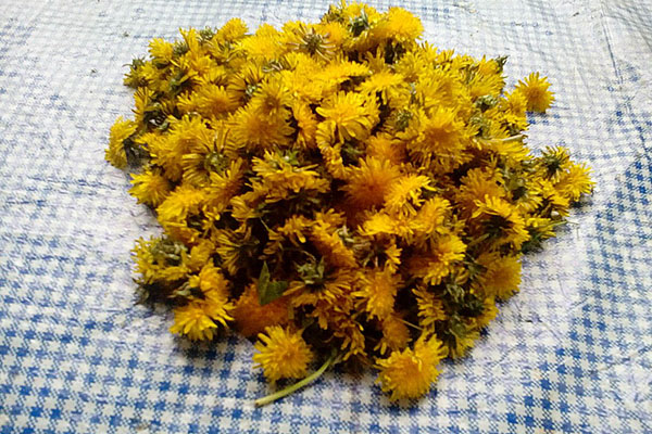 цветы одуванчиков для меда