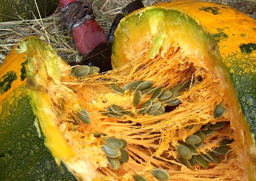 南瓜籽富含锌和植物甾醇