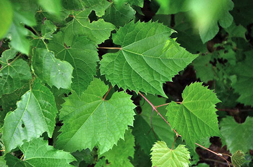 Bladeren van druiven worden gebruikt voor vrouwelijke ziekten