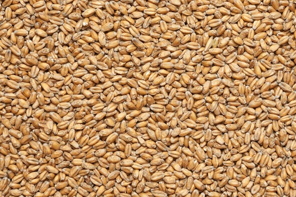 纯种小麦用于发芽