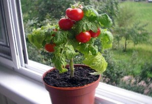 在照片上，窗台上的矮樱桃西红柿