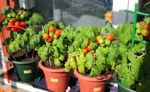 Nízkotučné cherry paradajky na parapete - fotka