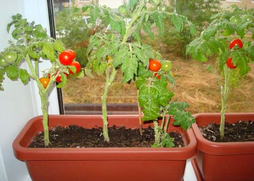 In de foto, Cherry tomaten in potten die op een vensterbank worden gekweekt