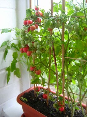 Na fotografii, vysokých cherry paradajok