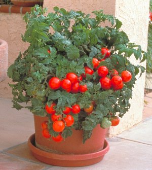 在照片中，丰富的樱桃番茄在盆中种植