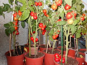 Na fotografii je vysoká rozmanitosť čerešňových paradajok pestovaných v kvetináči