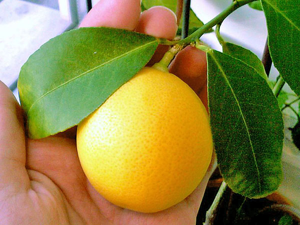 Meyer lemon dalaman yang menakjubkan