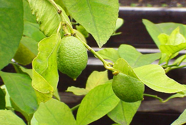 Meyer začne pravilno saditi in s pravilno polivanjem in uporabo limonov