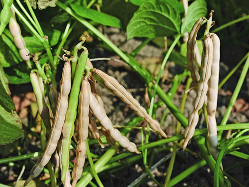 Feijão Adzuki são cultivados na região asiática