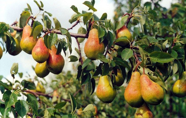 colheita de peras