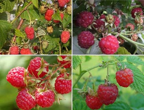 Raspberry varianter for Siberia