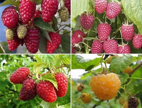 Raspberry varianter for Moskva-regionen