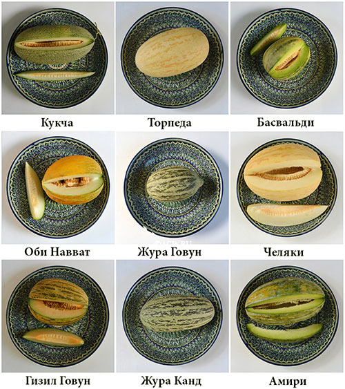 Variedades de torpedo de melão