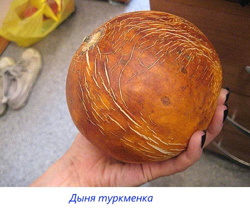 Melon turkmenka