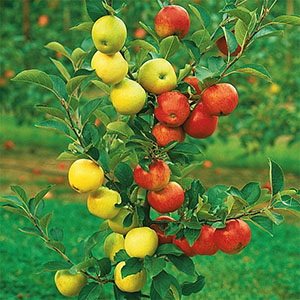 Två sorter av frukter på ett träd