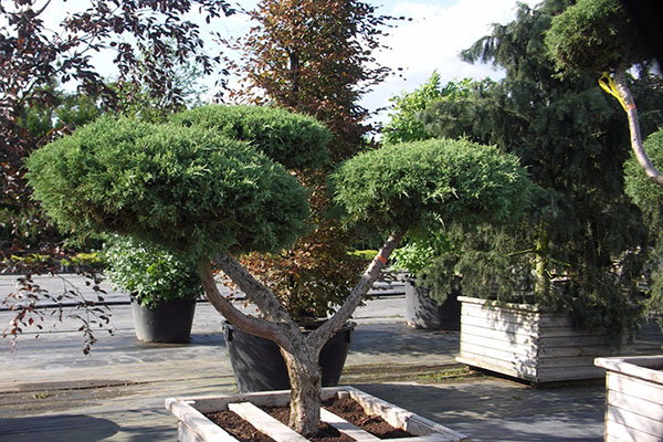 bonsai taman dari juniper tamariscifolia