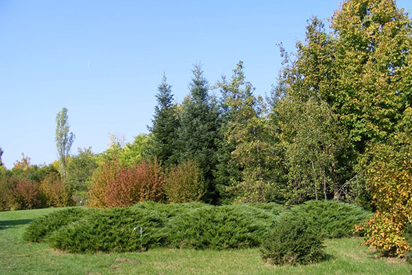 curlew junipers Tamariczifolia