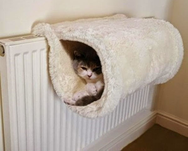 een gezellige hangmat voor een kat