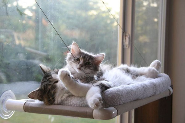 kat met een kitten in een hangmat