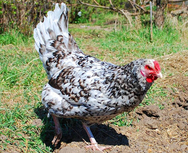 Pushkin kyckling som väger upp till 2 kg