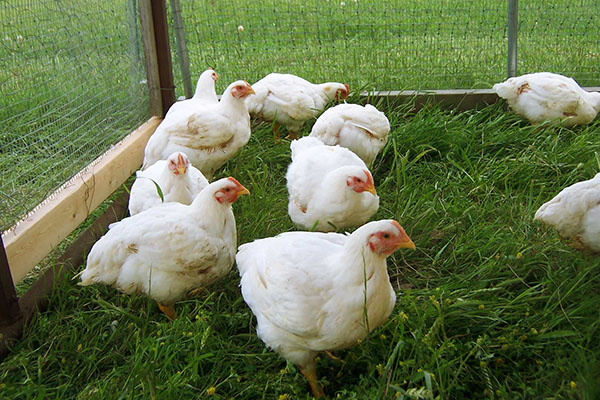 O conteúdo de galinhas em gaiolas portáteis