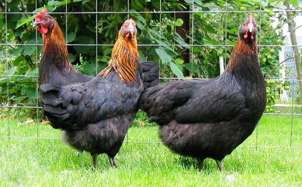 Kycklingar av den svarta sorten i Moskva